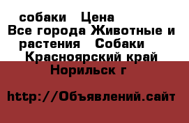 собаки › Цена ­ 2 500 - Все города Животные и растения » Собаки   . Красноярский край,Норильск г.